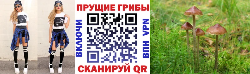 хочу   Сызрань  blacksprut tor  Псилоцибиновые грибы Psilocybine cubensis 